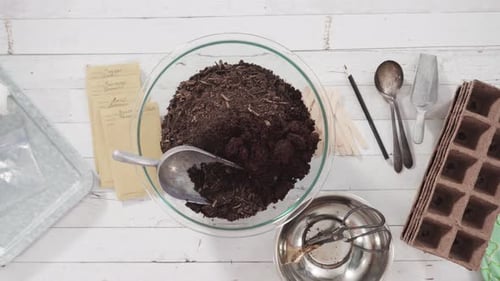 Flat lay. Little girl helping to plant herb seeds into small containers for a homeschool project