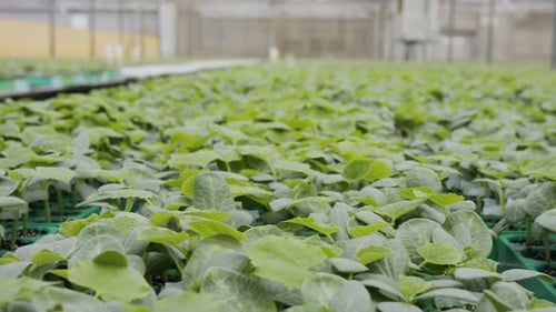 Green Seedlings Growing in Agricultural Greenhouse