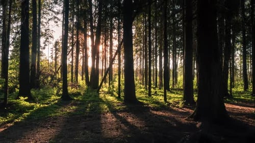 Forest in sunset sun rays.