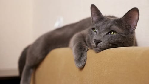 Gray Cat Resting Calmly on Yellow Couch