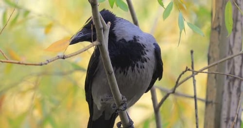 Aaskrähe (Corvus Corone) Schwarzer Vogel auf Ast.