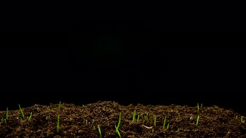 Wheat Seeds Germinate in the Ground