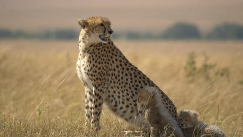 Cheetah with two cubs