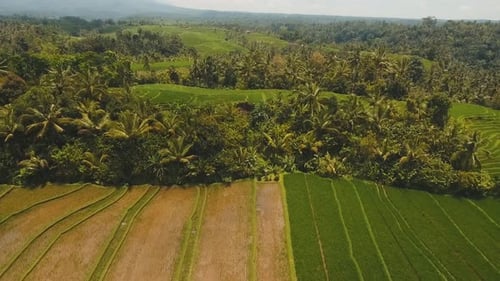 Rizières en terrasse, Bali,