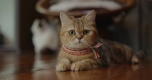Tabby Cat with Ribbon Collar Lies on Floor