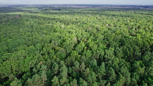 Trees Top View Forest Background