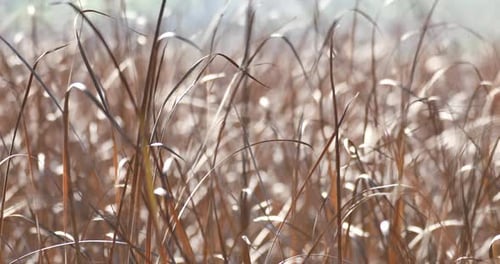 Golden Sunlight on Brown Grass in Gentle Breeze