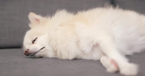 Sleeping White Pomeranian Dog on Gray Couch