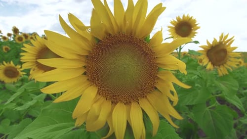 Sunflower Against the Sky. Sunflower Swaying in the Wind. Close-up. Beautiful Fields with Sunflowers