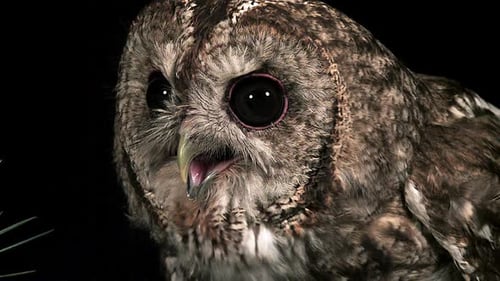 750431 Eurasian Tawny Owl, strix aluco, Portrait of Adult, Normandy, Real Time
