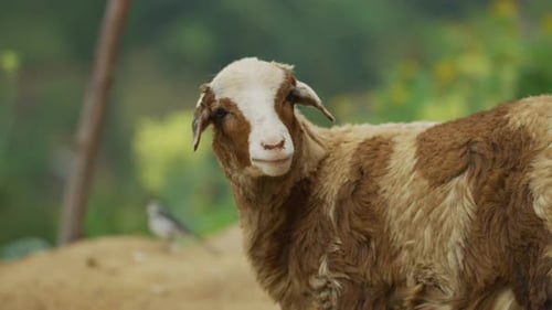 Brown and White Sheep Posing Outdoors