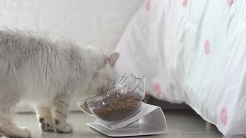 Fluffy Cat Eating Food from Bowl