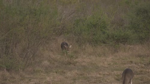 a whitetail buck in Texas, USA