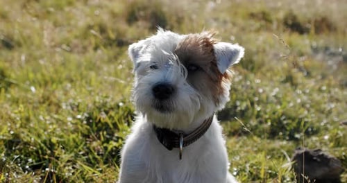 Happy Cute Friendly Jack Russell Terrier Pet Dog in the Grass and Smiling. Close Up