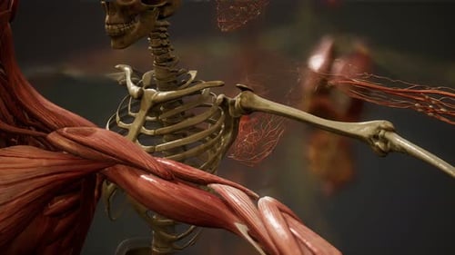 Animated 3D Human Anatomy Systems Scan Medical Background