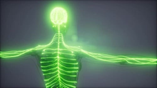 Glowing Human Nervous System and Brain Motion Graphics