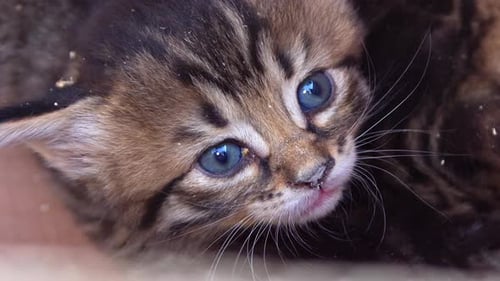 Adorable Tabby Kitten with Blue Eyes Close-Up