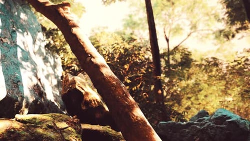 Sunshine in a Tropical Forest