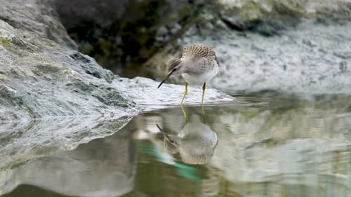 Sandpiper Standing at Water's Edge