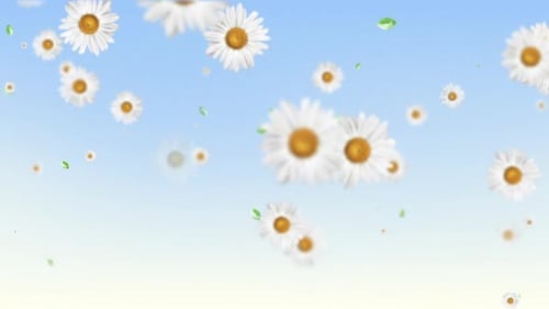 Gänseblümchen