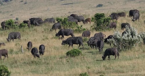 African Buffalo, syncerus caffer, Herd standing in Savannah, Tsavo Park in Kenya, Real Time 4K