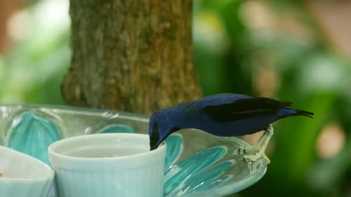 Vibrant Blue Bird Drinks from Bird Feeder