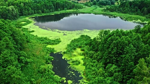 Amazing river and green algae in summer.