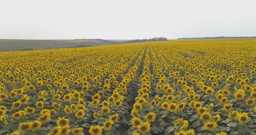 Luftaufnahme eines Sonnenblumenfeldes