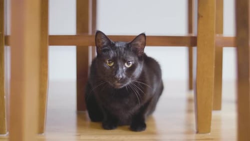 Black Cat Sitting Under Stool Indoors