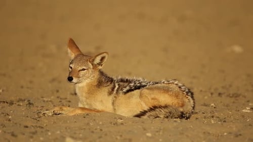 Ruhender Schwarzrückenschakal - Kalahari-Wüste