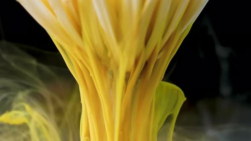 Colorful Paint Ink Flows a Flower Into the Water