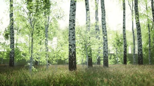 White Birch Trees in the Forest in Summer