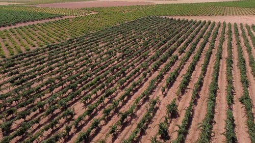 Rows of vineyard on field in countryside