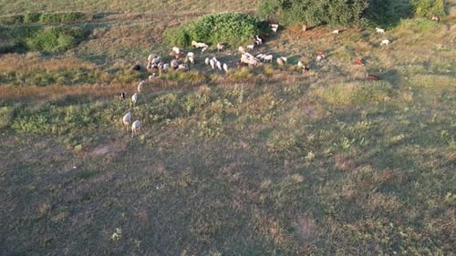 Sheep and Goats Grazing on Rural Pasture, Aerial