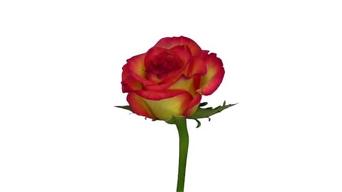 Rotierende orange Birdy Rose, nahtlose Schlaufe
