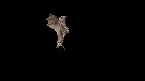 Realistic Flying Bat Animal Visual Effect