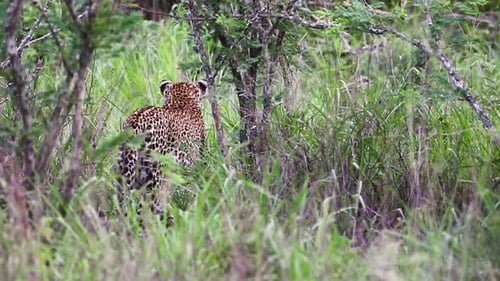 Leopard vigilant puis traquant la réserve animalière de Sabi Sands en Afrique du Sud
