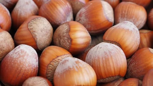 Close Up Pile of Fresh Hazelnuts
