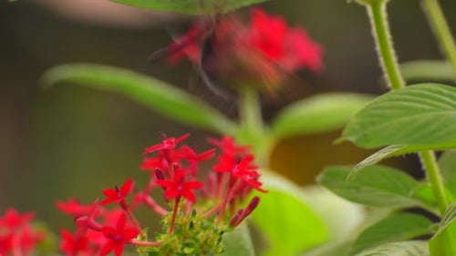 Schmetterling