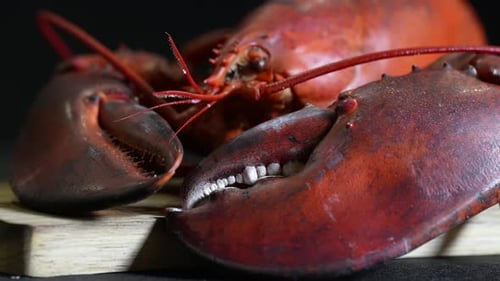 Cooked Lobster 74