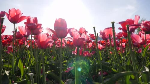 Field of Red Tulips Blooming in Spring Sunshine