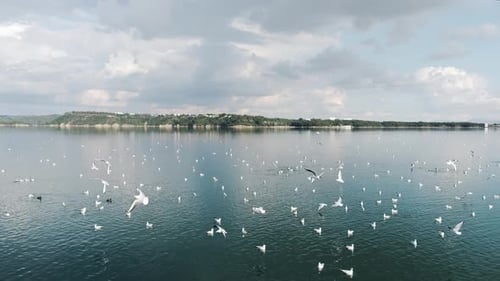 Möwen schwimmen und fliegen im See
