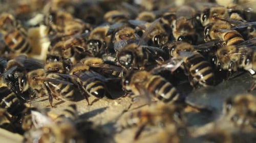 Close up view of the working bees on honey cells. Working bees on honeycomb.