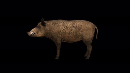 Realistic 3D Wild Boar Standing Animation