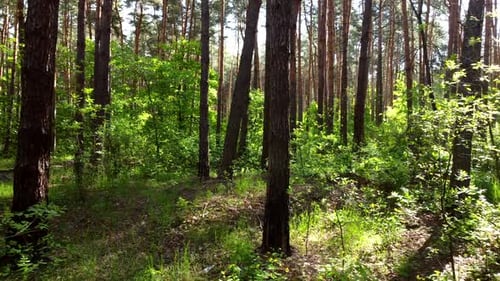 Green Bright Forest