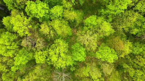 Top Down Flat Aerial View of Dark Lush Forest with Green Trees Canopies in Summer