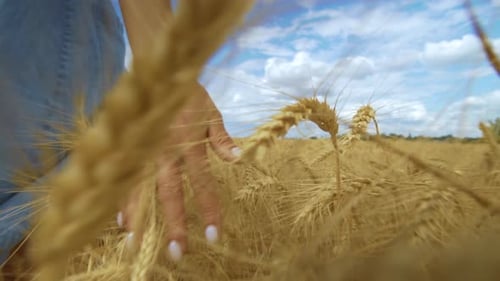 Female Hand Touching a Golden Wheat in the Wheat Field.