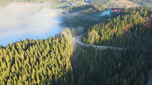 Aerial view of serpentine road between foggy green pine forest with canopies of spruce trees