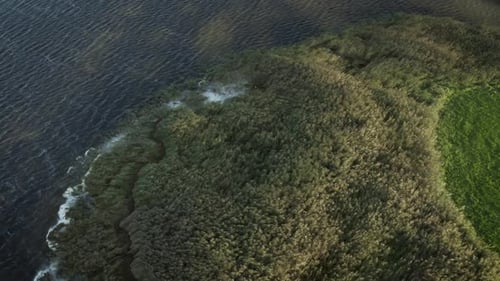 Vue aérienne du vent jouant avec des roseaux près de l'eau