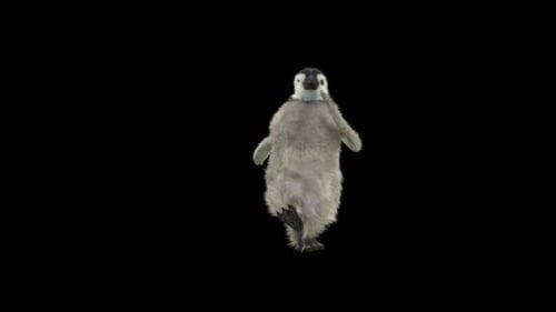 Cute Fluffy Baby Penguin Dancing with Alpha Channel